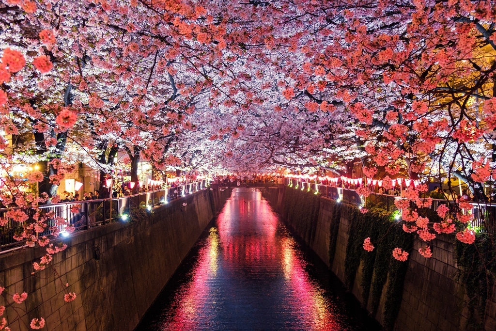 [日本旅遊] 2024 東京中目黑櫻花季．目黑川櫻花橋、夜櫻點燈、櫻花花期跟交通攻略 @莉芙小姐愛旅遊