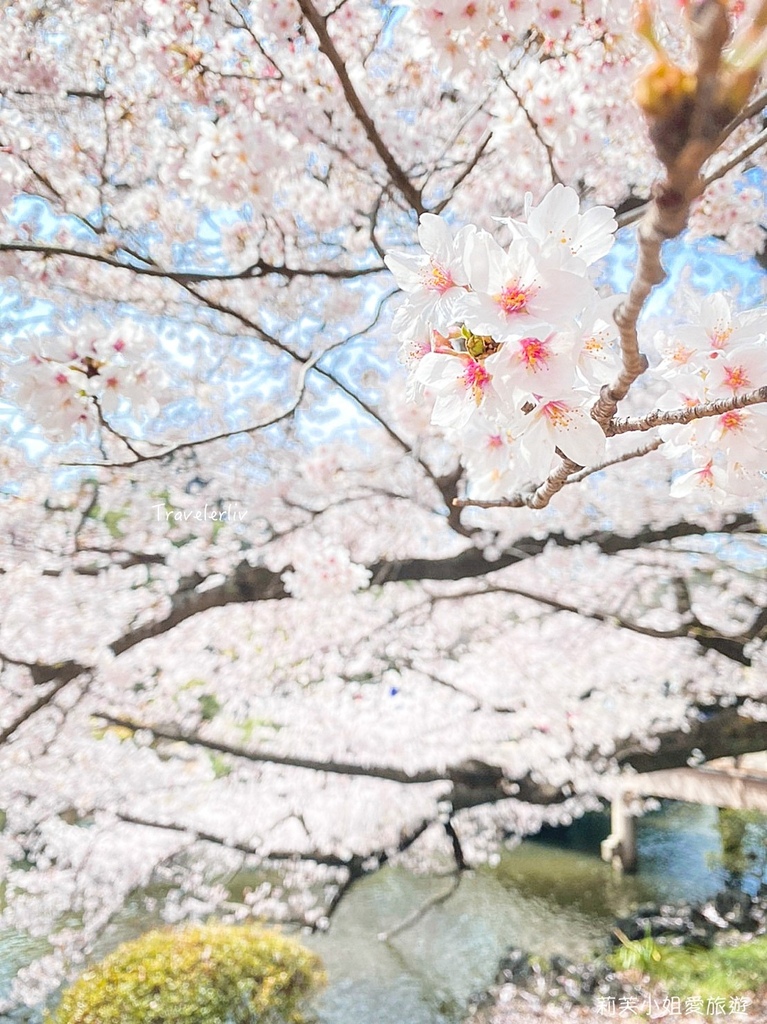 [日本旅遊] 2024 新宿御苑櫻花季，1100棵櫻花花期、門票跟交通，東京前五名的賞櫻景點 @莉芙小姐愛旅遊