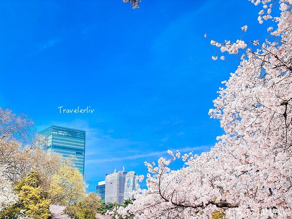 [日本旅遊] 2024 新宿御苑櫻花季，1100棵櫻花花期、門票跟交通，東京前五名的賞櫻景點 @莉芙小姐愛旅遊