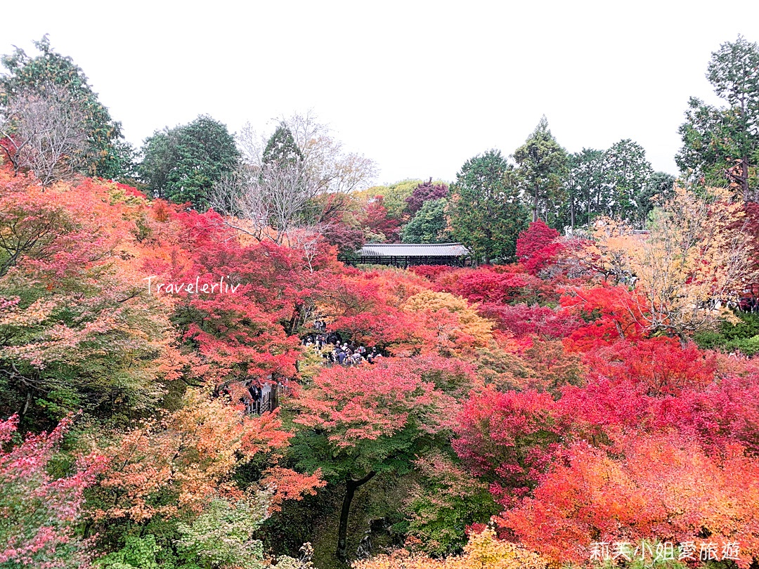 [日本旅遊] 2023 日本紅葉前線預測、熱門賞楓景點與楓葉旅遊心得、銀杏旅遊情報 @莉芙小姐愛旅遊
