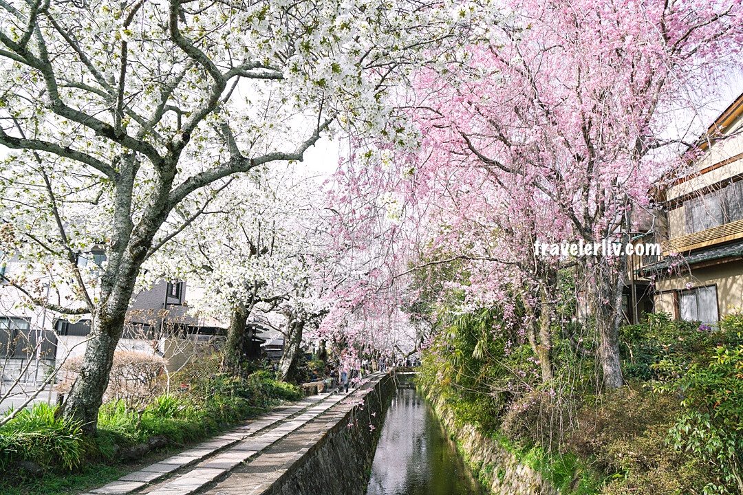 [京都賞櫻] 2024 京都哲學之道．小橋流水與櫻花步道的絕美春景，賞櫻最佳點、櫻花花期、大眾交通資訊 @莉芙小姐愛旅遊