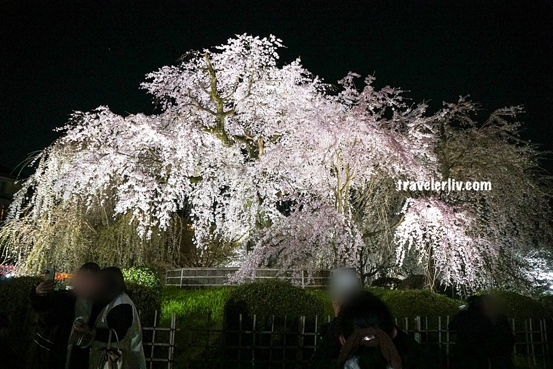 [遊記] 京都 圓山公園白天跟夜間賞櫻紀錄