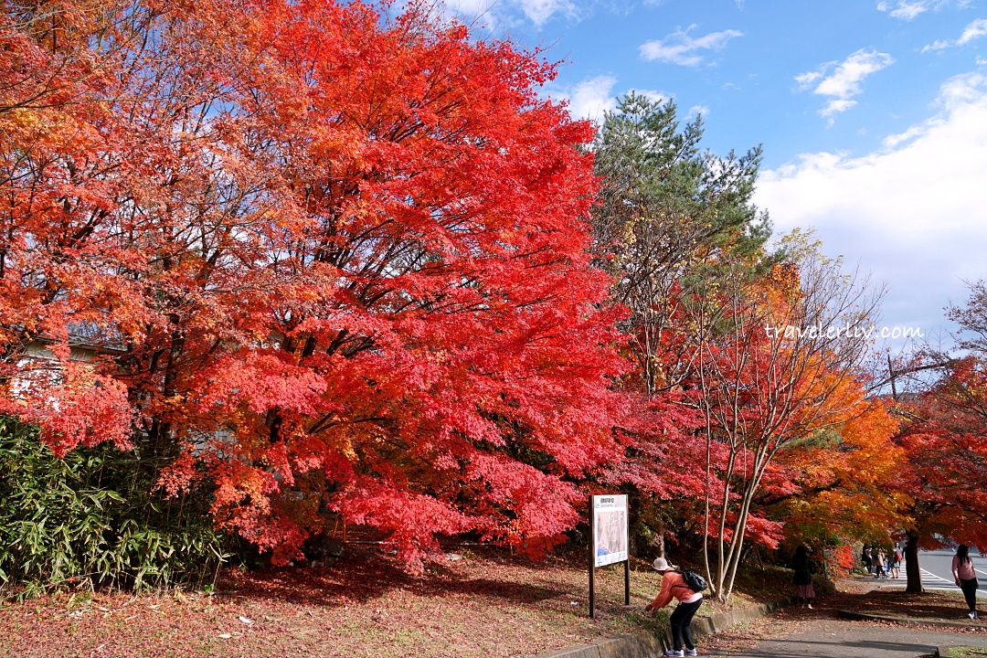[2025 河口湖紅葉祭] 富士山河口湖楓葉迴廊之交通、夜間點燈與賞楓攻略 @莉芙小姐愛旅遊