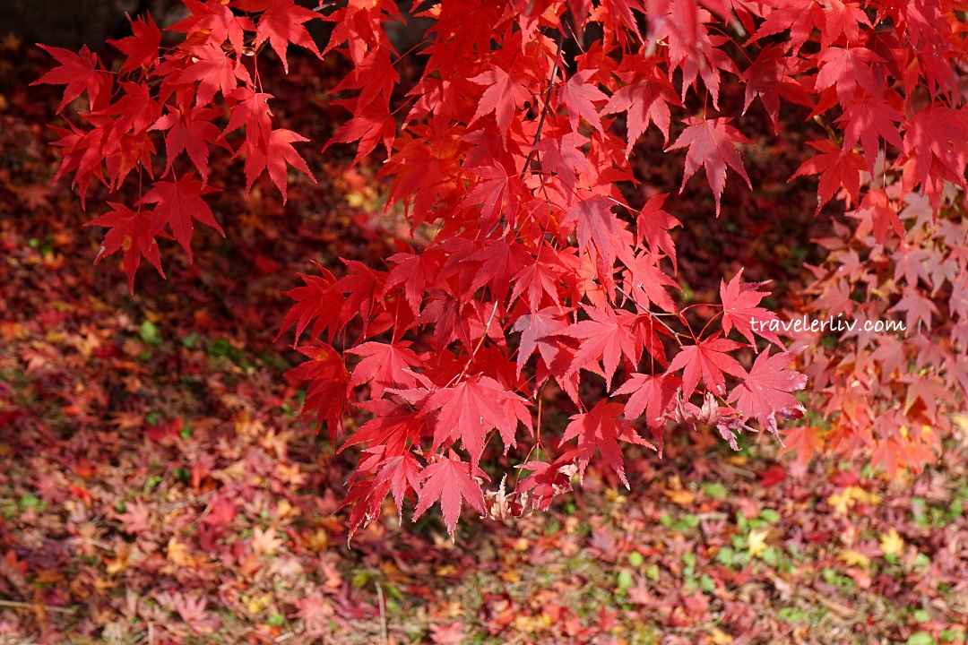 [2025 河口湖紅葉祭] 富士山河口湖楓葉迴廊之交通、夜間點燈與賞楓攻略 @莉芙小姐愛旅遊