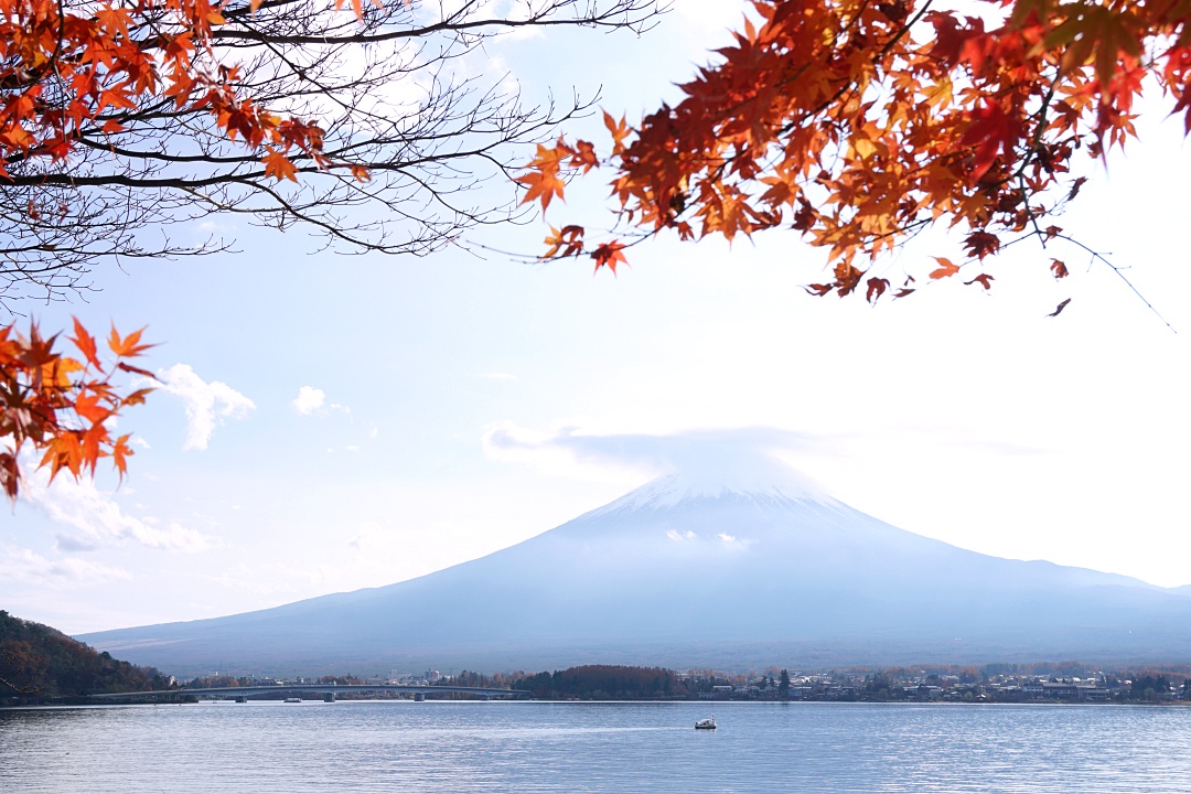 [2025 河口湖紅葉祭] 富士山河口湖楓葉迴廊之交通、夜間點燈與賞楓攻略 @莉芙小姐愛旅遊
