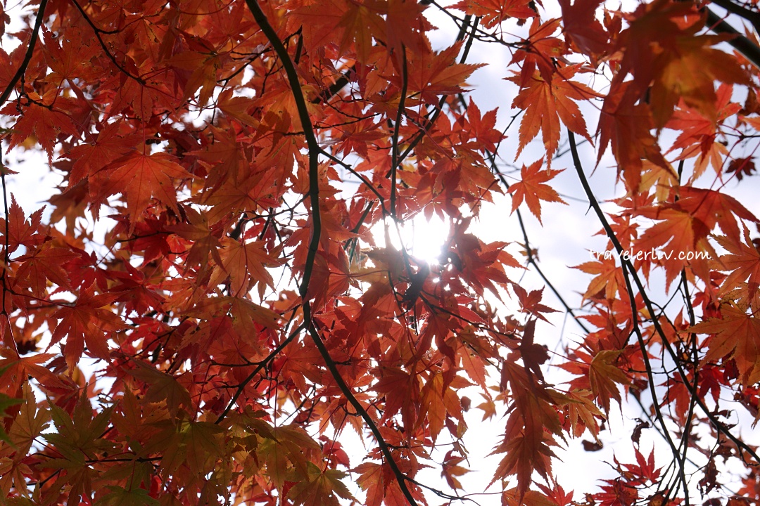 [2025 河口湖紅葉祭] 富士山河口湖楓葉迴廊之交通、夜間點燈與賞楓攻略 @莉芙小姐愛旅遊