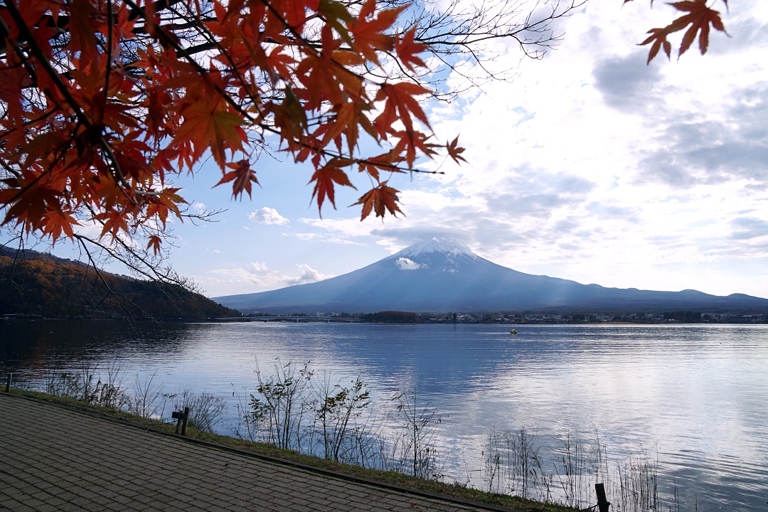 [2025 河口湖紅葉祭] 富士山河口湖楓葉迴廊之交通、夜間點燈與賞楓攻略 @莉芙小姐愛旅遊