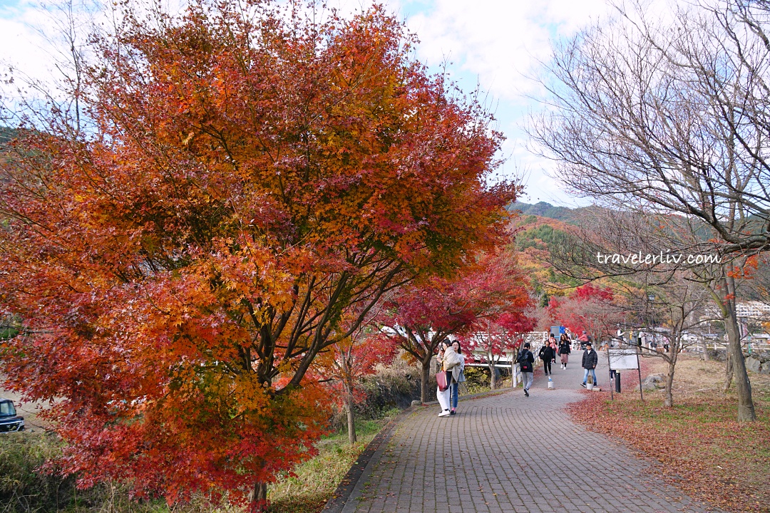 [2025 河口湖紅葉祭] 富士山河口湖楓葉迴廊之交通、夜間點燈與賞楓攻略 @莉芙小姐愛旅遊
