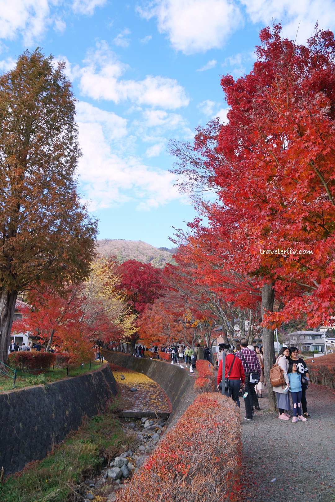[2025 河口湖紅葉祭] 富士山河口湖楓葉迴廊之交通、夜間點燈與賞楓攻略 @莉芙小姐愛旅遊