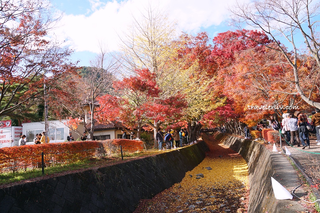 [2025 河口湖紅葉祭] 富士山河口湖楓葉迴廊之交通、夜間點燈與賞楓攻略 @莉芙小姐愛旅遊