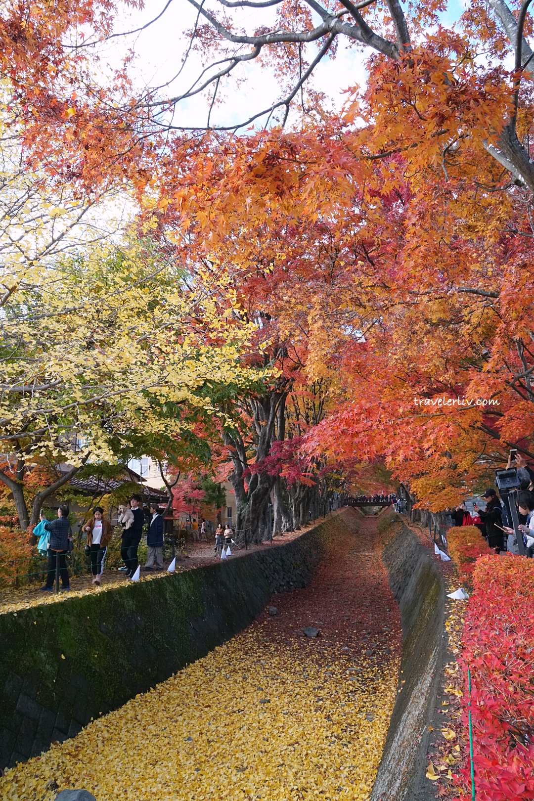 [2025 河口湖紅葉祭] 富士山河口湖楓葉迴廊之交通、夜間點燈與賞楓攻略 @莉芙小姐愛旅遊