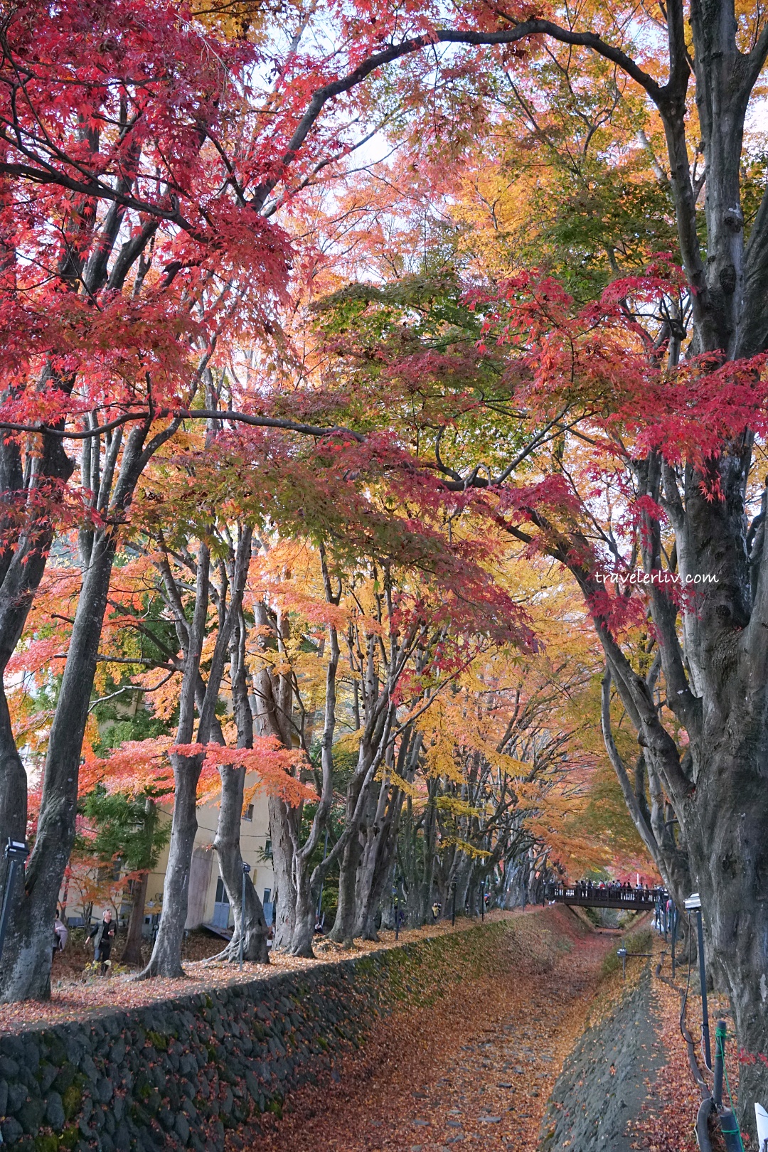 [2025 河口湖紅葉祭] 富士山河口湖楓葉迴廊之交通、夜間點燈與賞楓攻略 @莉芙小姐愛旅遊
