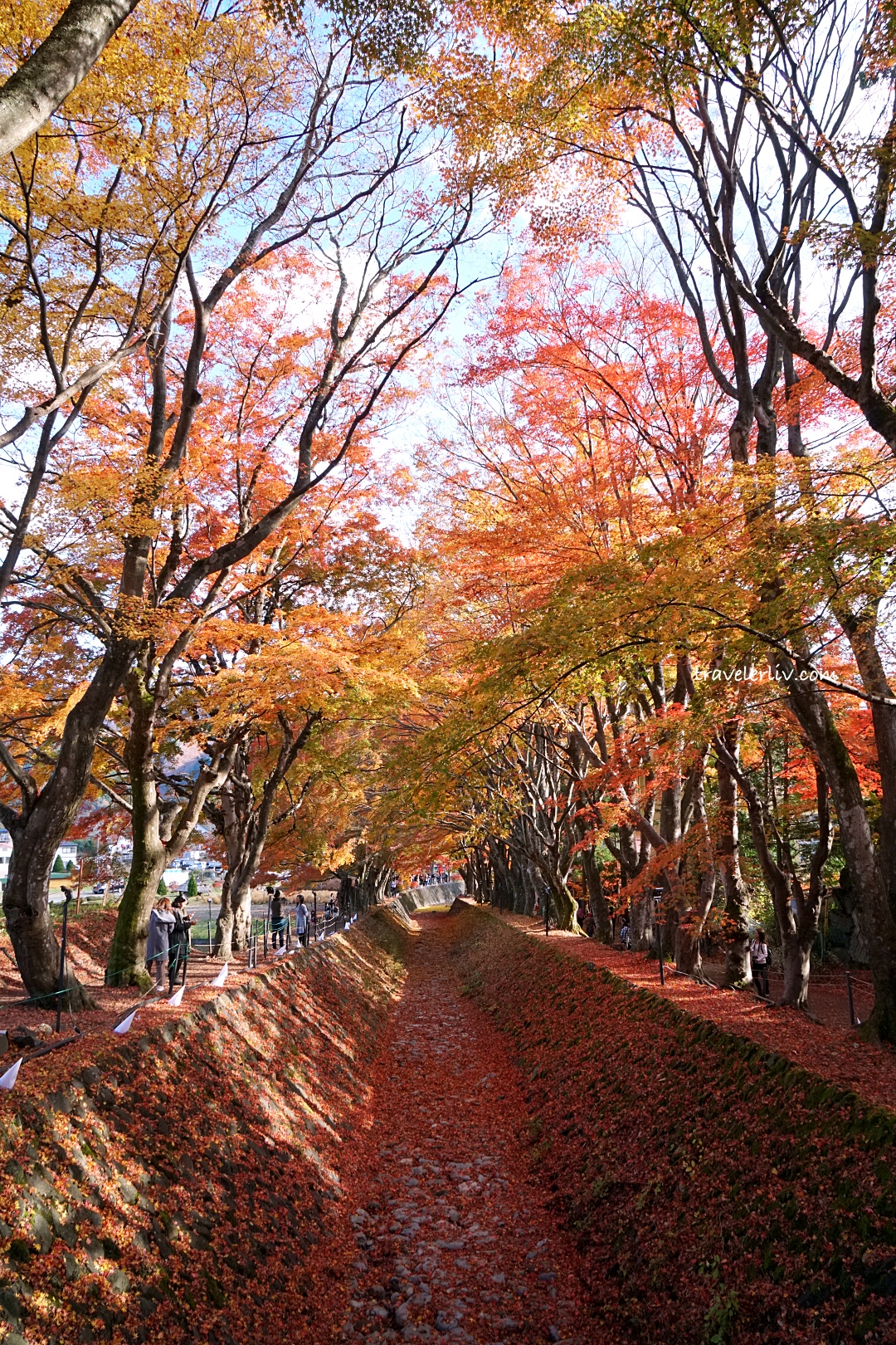 [2025 河口湖紅葉祭] 富士山河口湖楓葉迴廊之交通、夜間點燈與賞楓攻略 @莉芙小姐愛旅遊