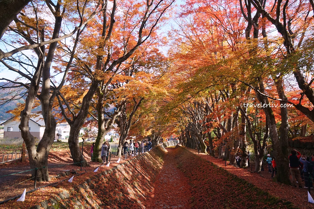 [2025 河口湖紅葉祭] 富士山河口湖楓葉迴廊之交通、夜間點燈與賞楓攻略 @莉芙小姐愛旅遊