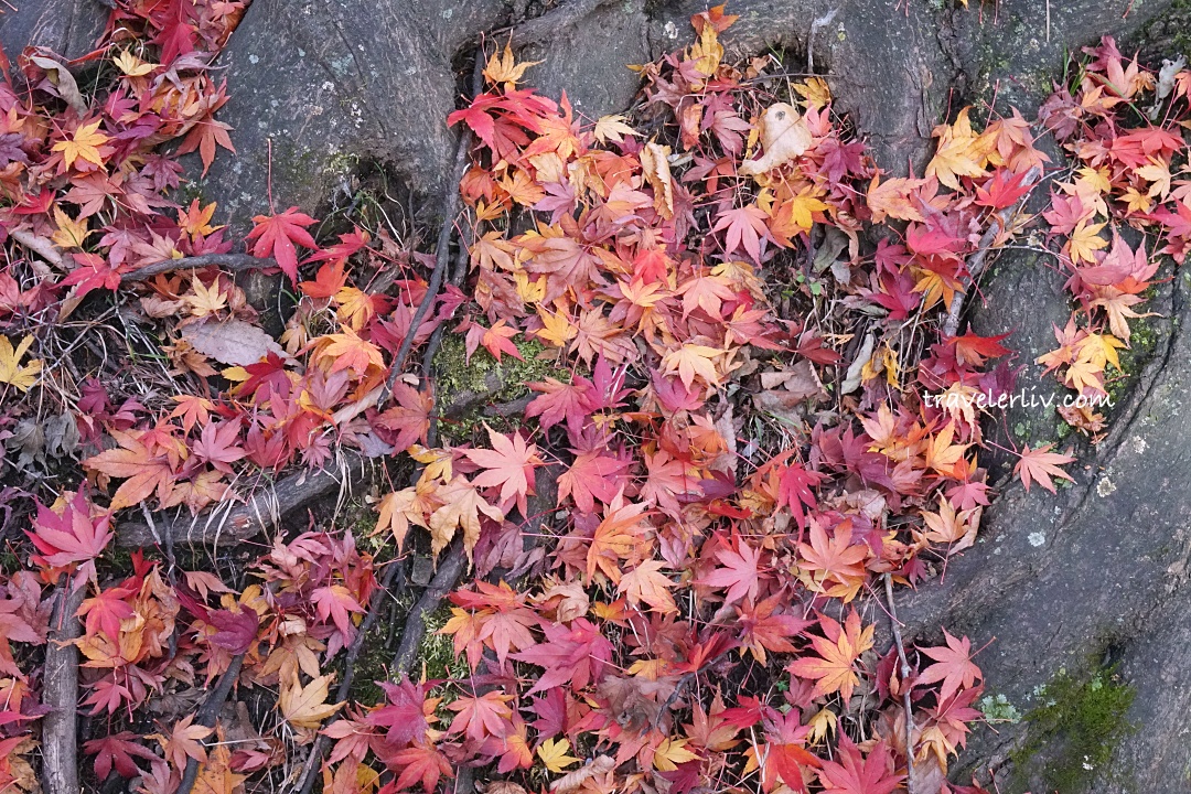 [2025 河口湖紅葉祭] 富士山河口湖楓葉迴廊之交通、夜間點燈與賞楓攻略 @莉芙小姐愛旅遊