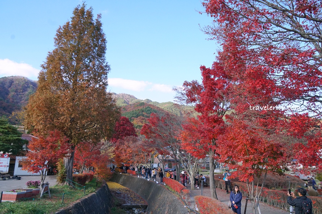 [2025 河口湖紅葉祭] 富士山河口湖楓葉迴廊之交通、夜間點燈與賞楓攻略 @莉芙小姐愛旅遊