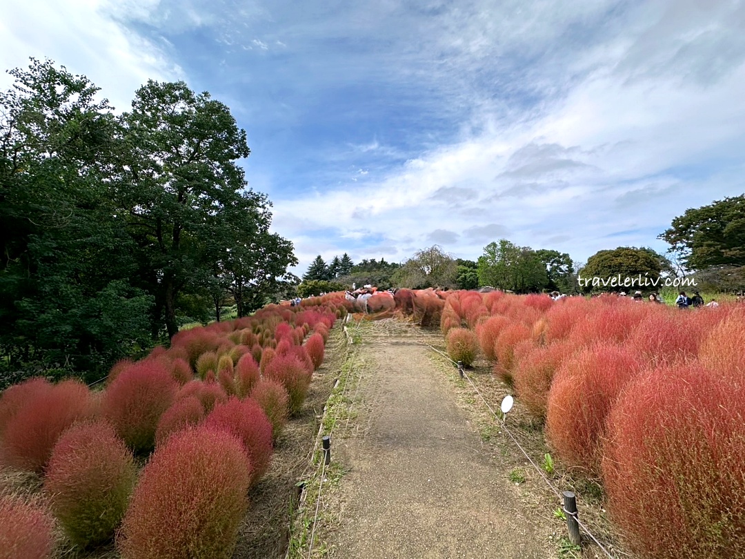 [東京景點] 2025 昭和紀念公園銀杏跟楓葉，門票票價、交通資訊與銀杏季、楓葉季跟聖誕節夜間點燈 @莉芙小姐愛旅遊