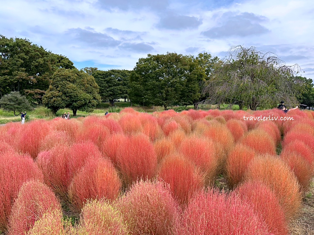 [東京景點] 2025 昭和紀念公園銀杏跟楓葉，門票票價、交通資訊與銀杏季、楓葉季跟聖誕節夜間點燈 @莉芙小姐愛旅遊