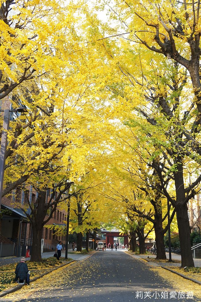 [東京景點] 2023 日本東京大學的天然銀杏地毯，兩排黃葉樹木林立超壯觀 (本鄉及彌生校區) @莉芙小姐愛旅遊