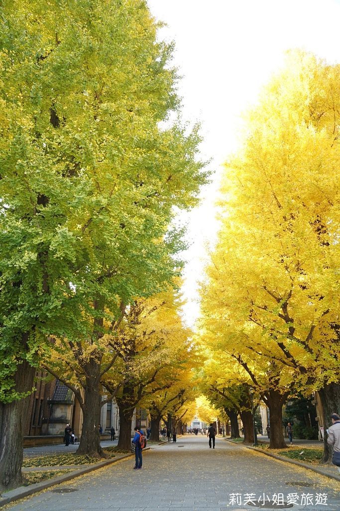 [東京景點] 2023 日本東京大學的天然銀杏地毯，兩排黃葉樹木林立超壯觀 (本鄉及彌生校區) @莉芙小姐愛旅遊